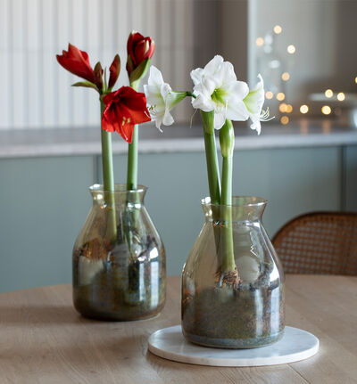 Rød amaryllis i glassvase med bobler og sjokolade Rød amaryllis i glassvase med bobler og sjokolade